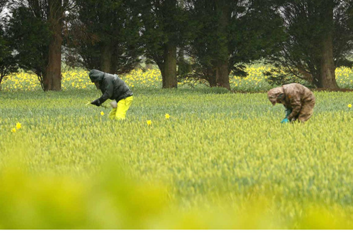 Daffodil-picking.png