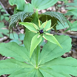 IMG_1230.jpeg