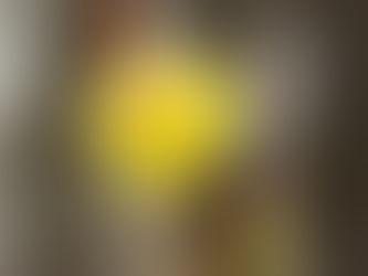 アブラチャンの雌雄見分け散歩