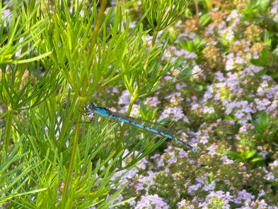 ホソミオツネントンボ♡