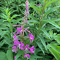 IMG_1342.jpeg