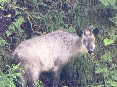 カモシカ 狭岩渓谷