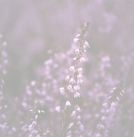 A single stalk of purple heather bloomin