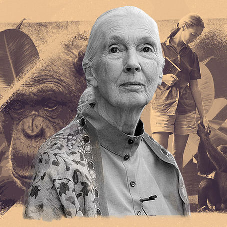 The Gospel of Jane Goodall: Her Words of Wisdom And Why They Matter