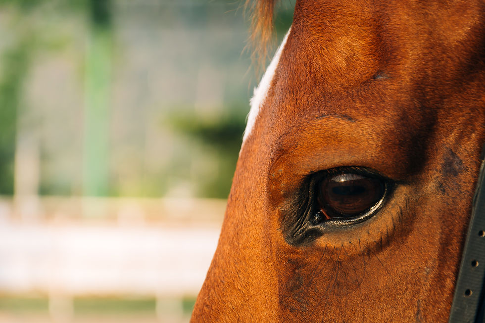 farm-gelding-eyelashes-domestic-mammal.jpg
