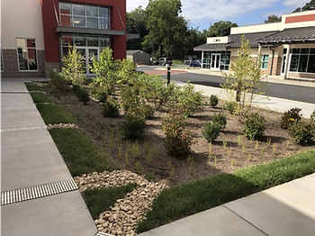 Small landscaped garden that serves as a bioretention facility, with shrubs and young trees between modern buildings. Sunlit, with a clear sky in the background, creating a calm mood.