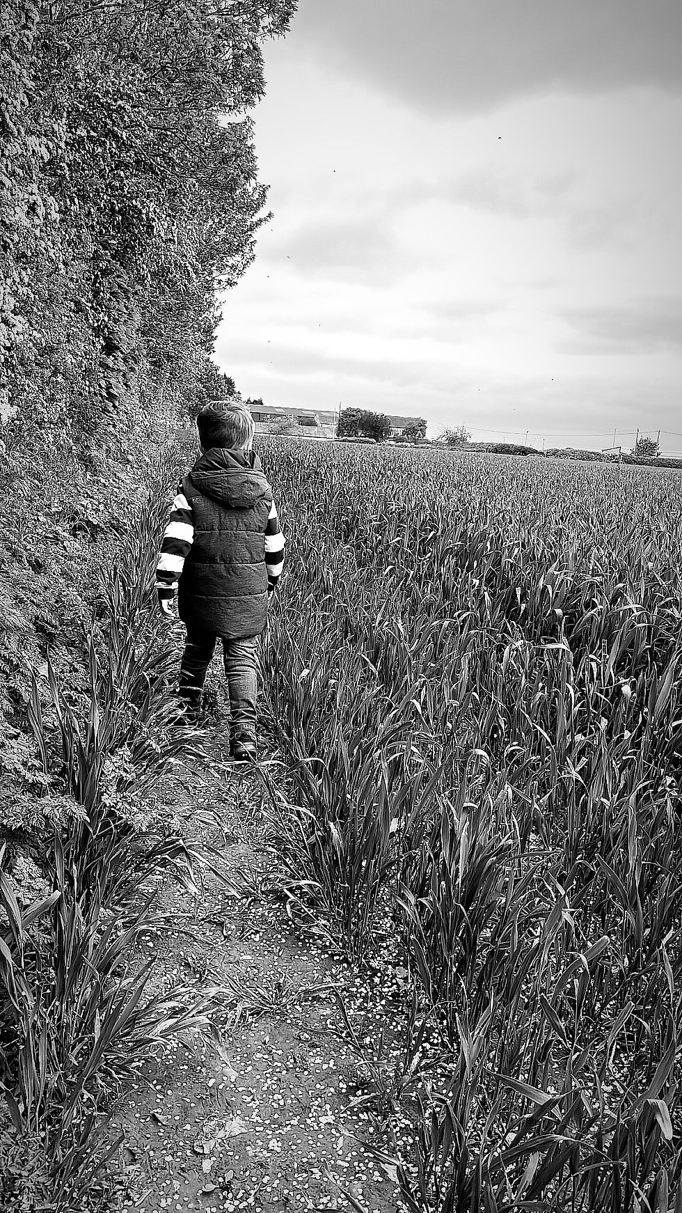 Black and white picture of a Child walking on a path through a field of long grass.