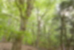 Copper beech trees and the forest in Deltaville, VA