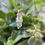 Thumbnail: Natural clear quartz point necklace 