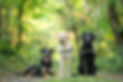 DSC_3260-1WEB.jpg