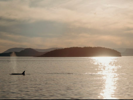 Orcas in the Neighborhood