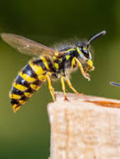 wasp.jpg