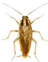 roach.jpg