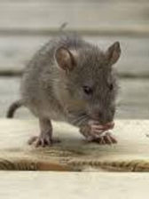 mice.jpg
