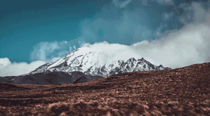 Blinds_8_Vertical.gif