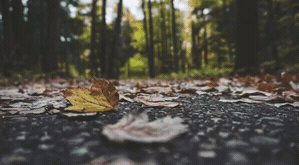 Lens_4.gif