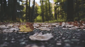 Pixel_Sorting_Horizontal_2.gif