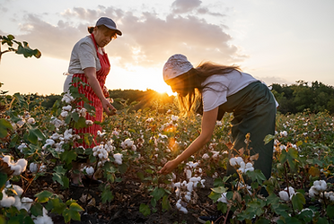 Farmers in a cotton field, gathering cotton bolls under a bright sunny sky.