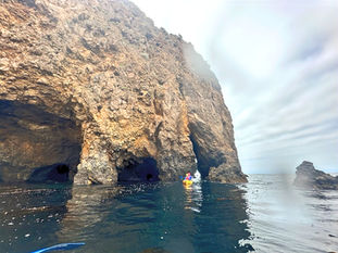 Chasing Waves and Whiskers: A Day of Humpback Whales and Island Foxes in Channel Islands National Park