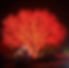 christmas-light-installation-houston.jpg