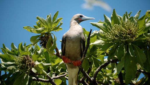 Seabird perched among lush green coastal vegetation beneath a clear blue sky on Tetiaroa, French Polynesia.