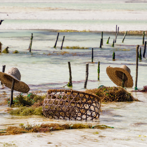 anzibar coastal community engaged in sustainable seaweed farming aligned with Vision 2050