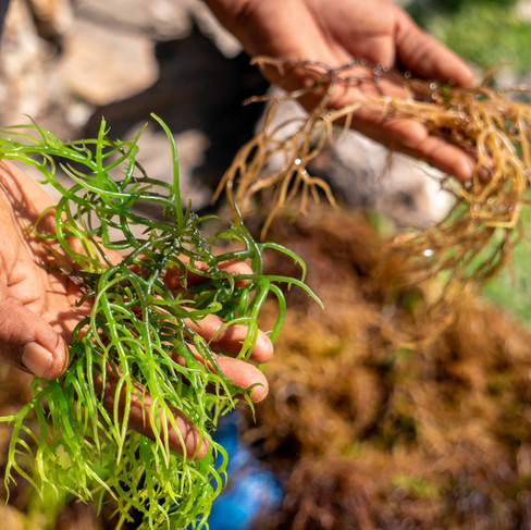 Sustainable seaweed farming in Zanzibar providing livelihoods and supporting the Blue Economy