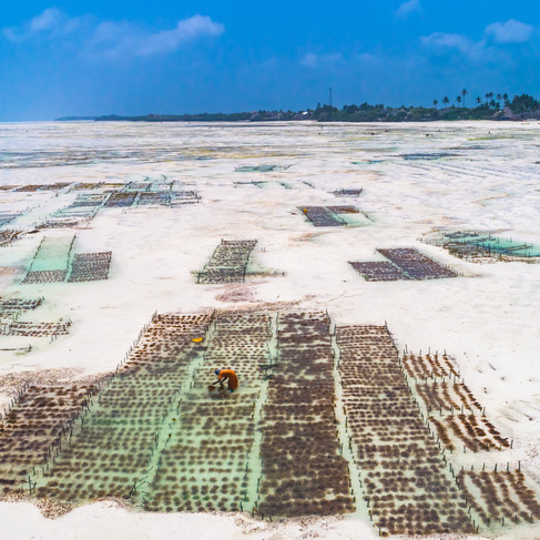 Eco-tourism in Zanzibar lagoon promoting sustainable coastal recreation