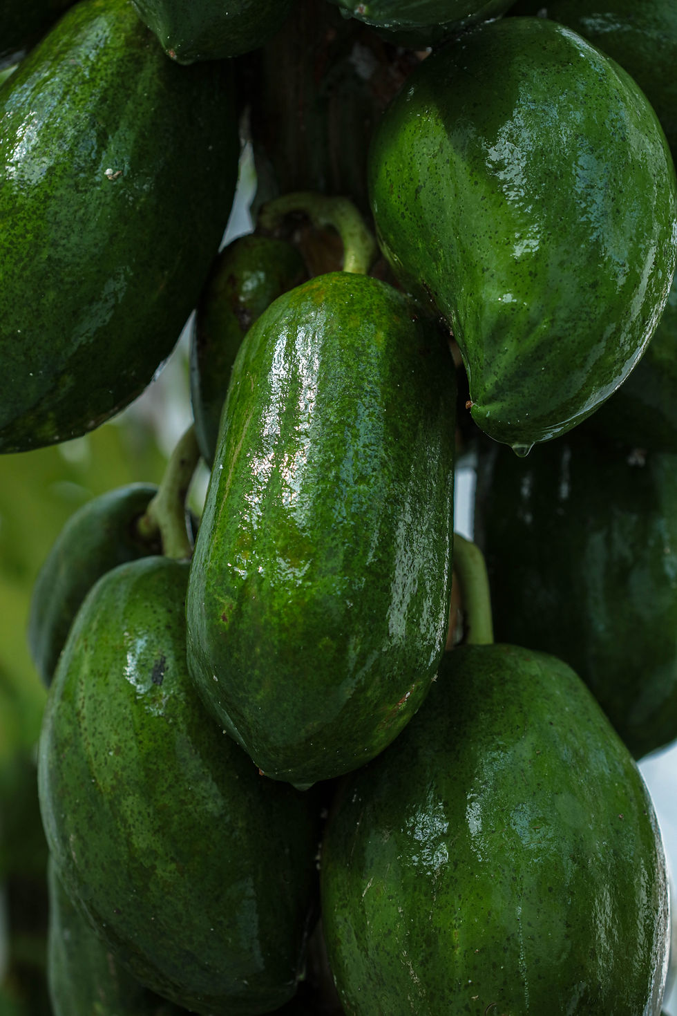 Ripe papayas growing within the sanctuary at COZY Zanzibar, reflecting the island’s tropical abundance and natural beauty