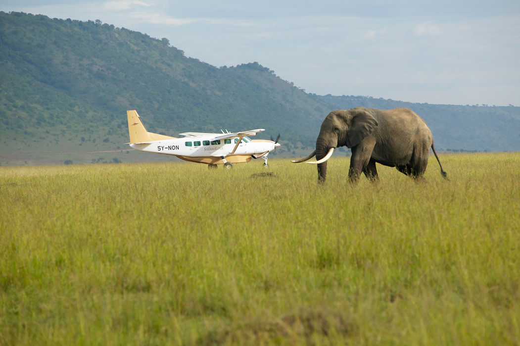 Elephant crossing airstrip in Tanzanian safari, representing authentic wildlife encounters on curated discovery trips