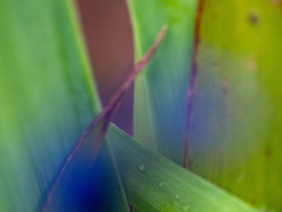 abstract leaves
