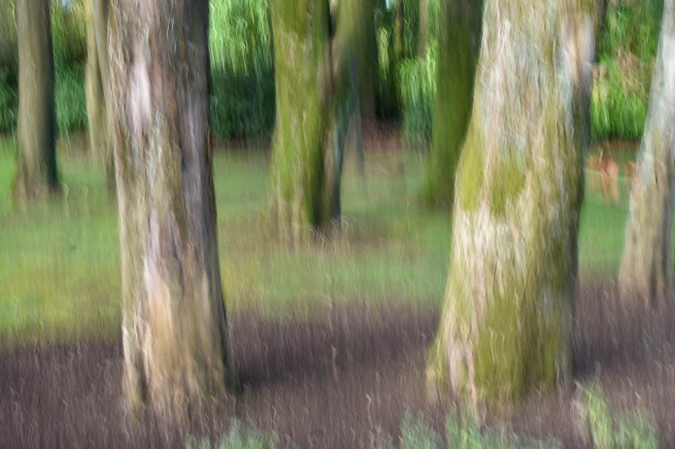 Tree trunks