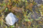 ree