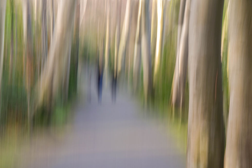Through the trees