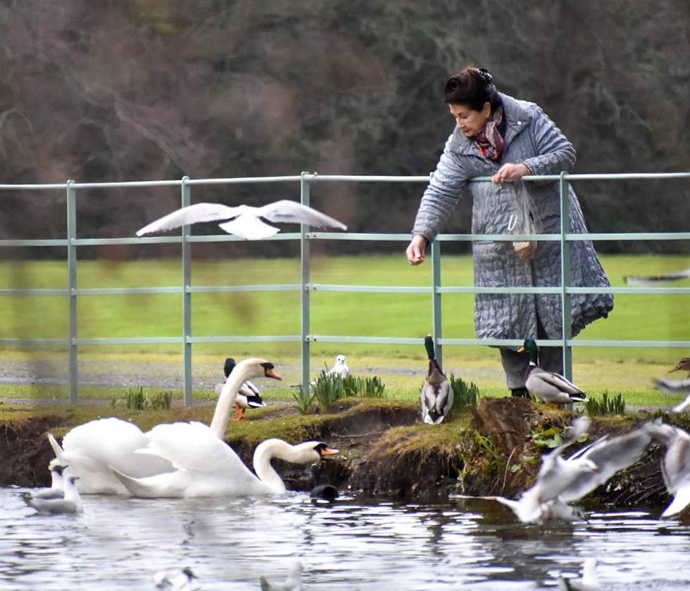 I remember watching this woman feeding the birds and I took a few images. I like the overall composition but I consider the image to be too busy. I would prefer a simpler image, such as an image of the woman feeding a single swan, though that may not have been possible!