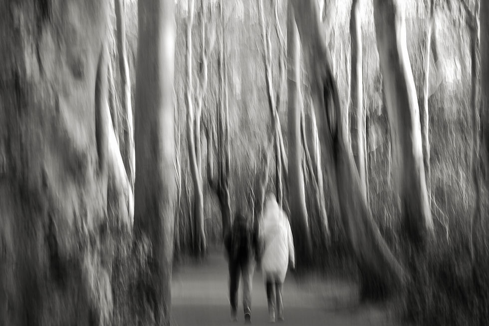 Spooky woods