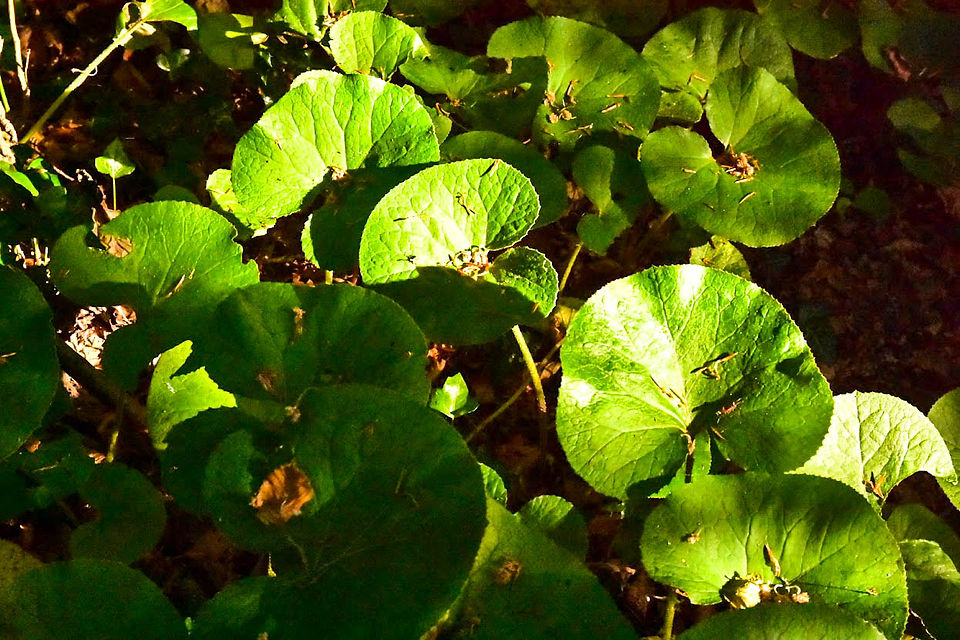 Leaves in the sun