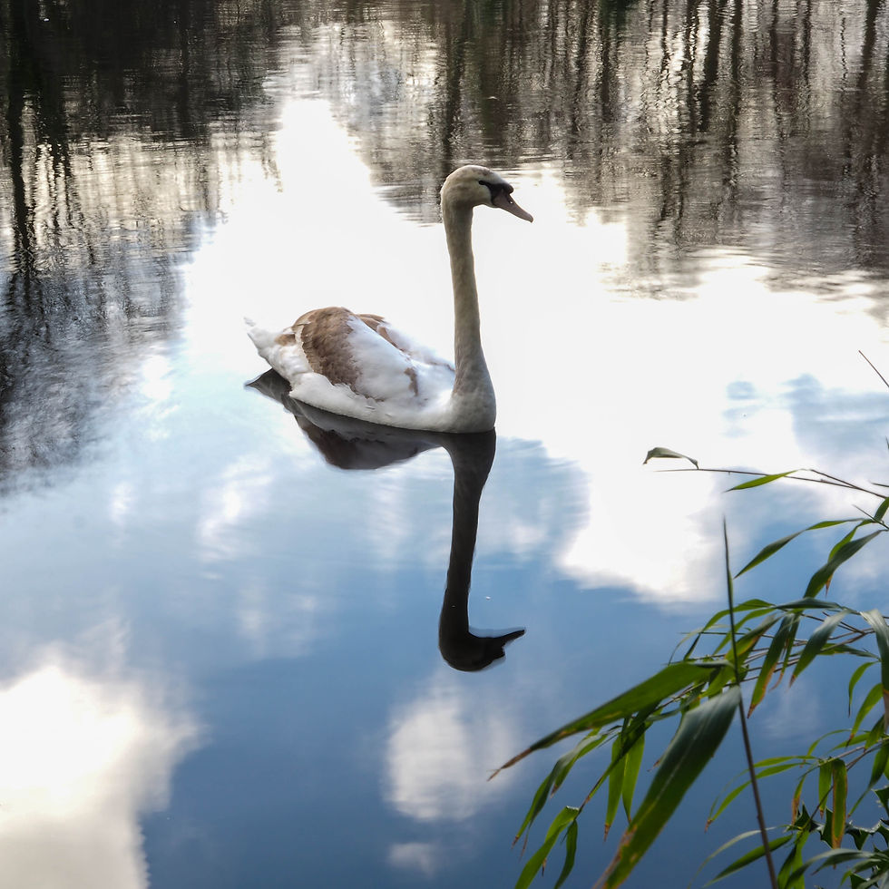 Swan