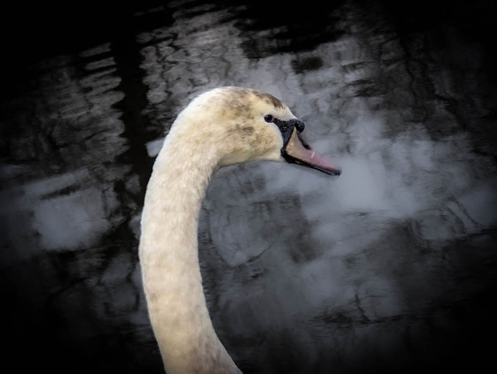 The swan