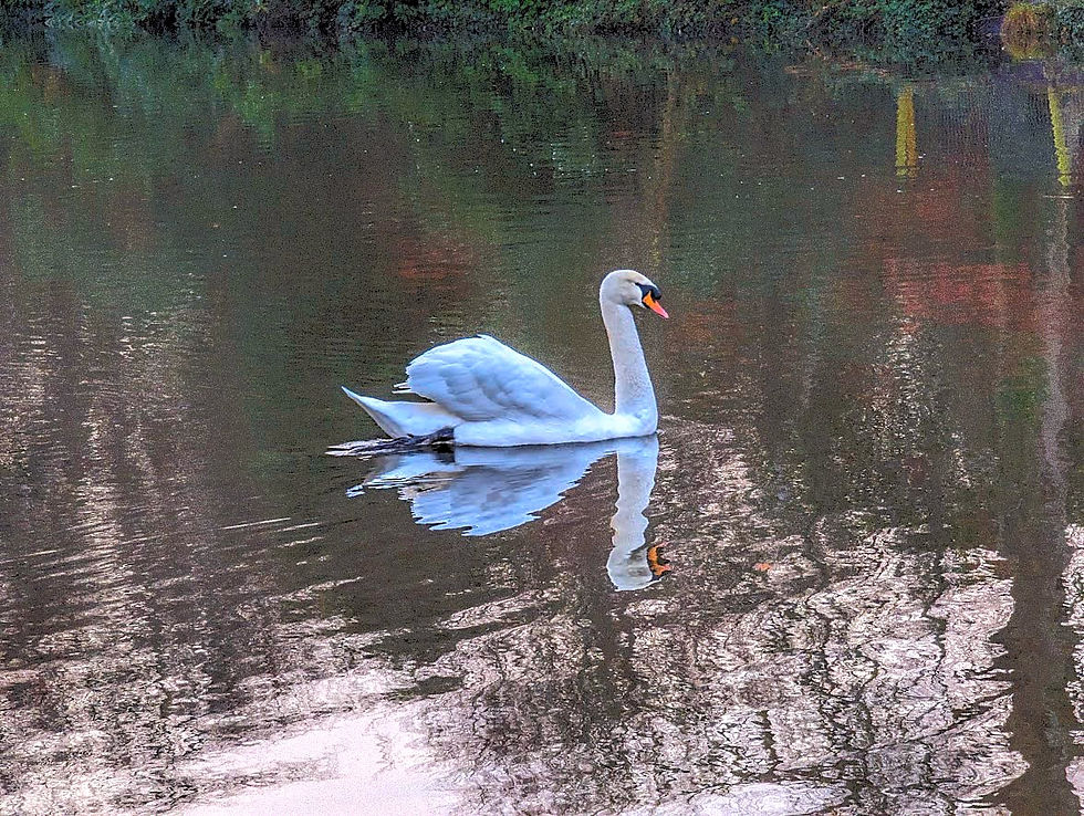 Painted swan