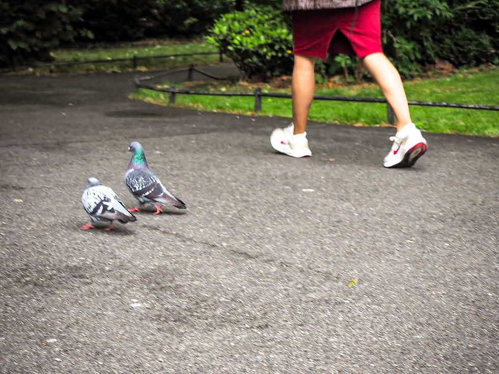 Walk in the park