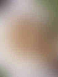 Reispapier Dumplings mit Gemüse-Tofu-Filling