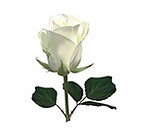 white-rose88x11 for circle.jpg
