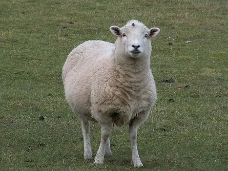 Cotton Vs Wool Home