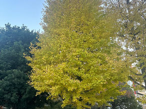 マイスマホサークル!!(江東区)