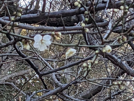 脳いきいきタブレット講座 12回目(最終回)