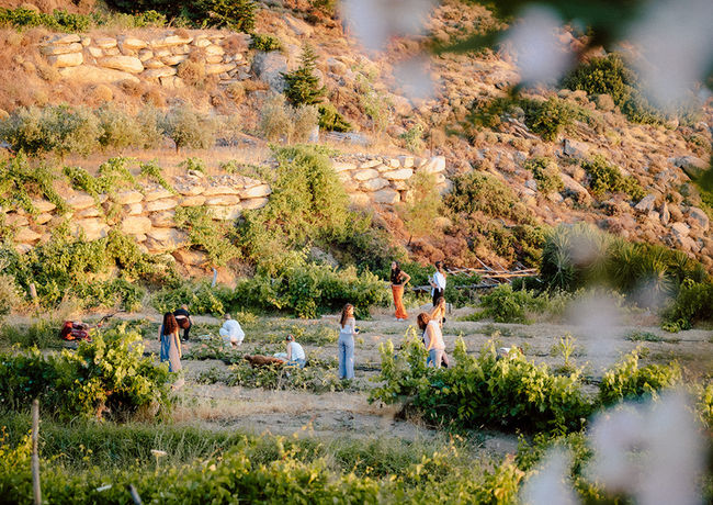 people picking up vegetables at a farm