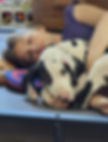 A puppy great dane with a girl.