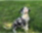 A small great dane.