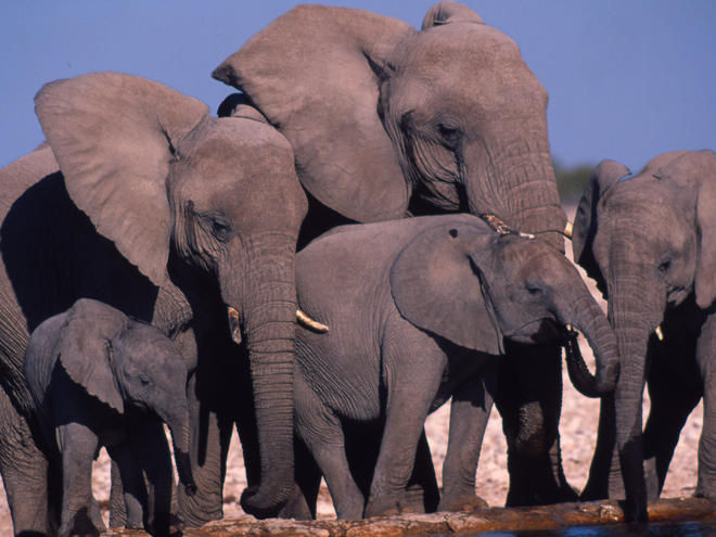 Grupo de elefantes africanos